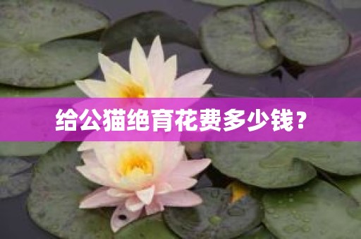 给公猫绝育花费多少钱？