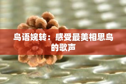 鸟语婉转：感受最美相思鸟的歌声