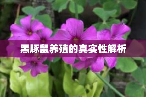 黑豚鼠养殖的真实性解析