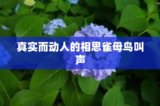 真实而动人的相思雀母鸟叫声