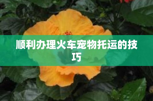 顺利办理火车宠物托运的技巧