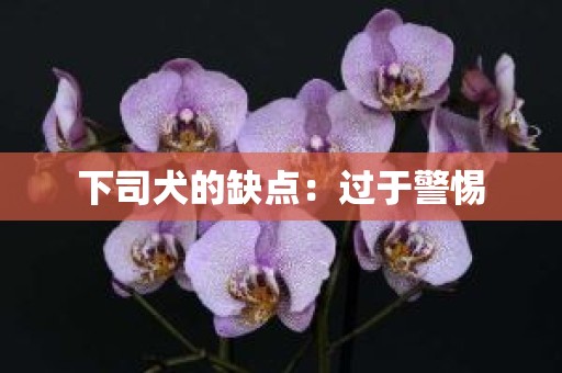 下司犬的缺点：过于警惕