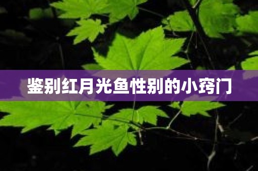 鉴别红月光鱼性别的小窍门