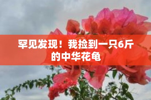 罕见发现！我捡到一只6斤的中华花龟