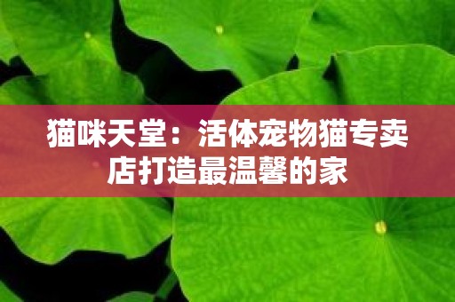 猫咪天堂：活体宠物猫专卖店打造最温馨的家