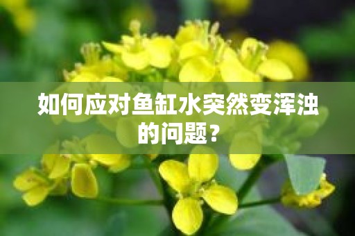 如何应对鱼缸水突然变浑浊的问题？