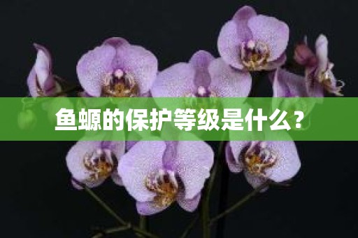 鱼螈的保护等级是什么？