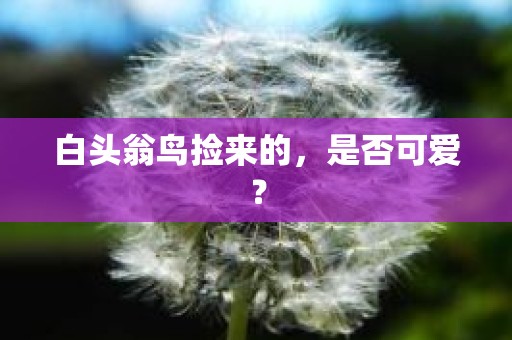 白头翁鸟捡来的，是否可爱？