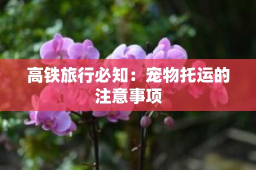 高铁旅行必知：宠物托运的注意事项