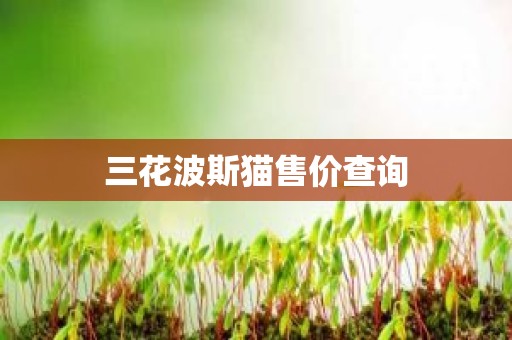 三花波斯猫售价查询