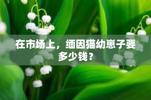 在市场上，缅因猫幼崽子要多少钱？