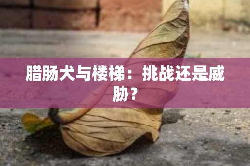 腊肠犬与楼梯：挑战还是威胁？