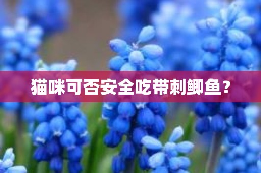 猫咪可否安全吃带刺鲫鱼？