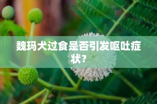 魏玛犬过食是否引发呕吐症状？