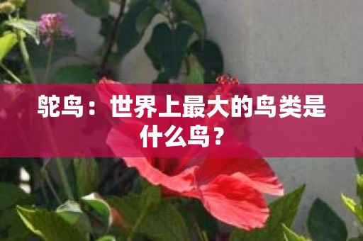 鸵鸟：世界上最大的鸟类是什么鸟？