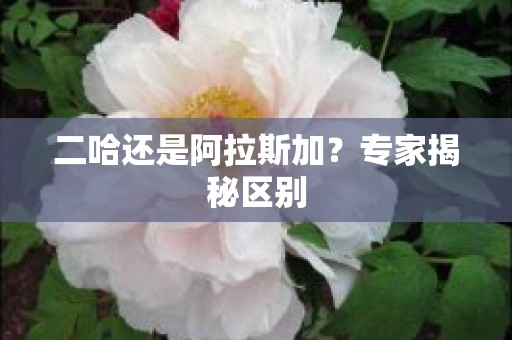 二哈还是阿拉斯加？专家揭秘区别