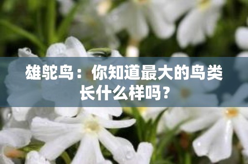 雄鸵鸟：你知道最大的鸟类长什么样吗？