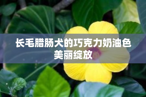 长毛腊肠犬的巧克力奶油色美丽绽放