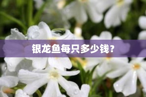 银龙鱼每只多少钱？