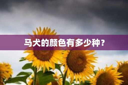 马犬的颜色有多少种？