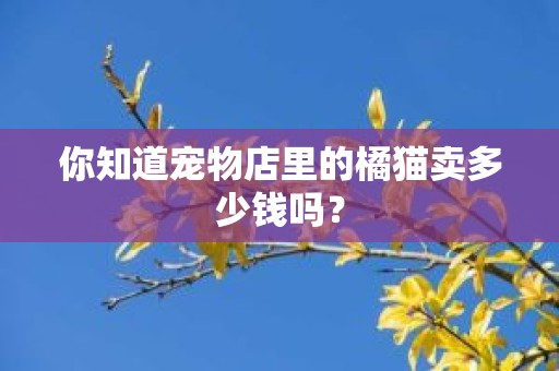 你知道宠物店里的橘猫卖多少钱吗？
