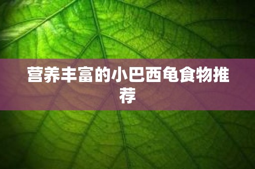 营养丰富的小巴西龟食物推荐