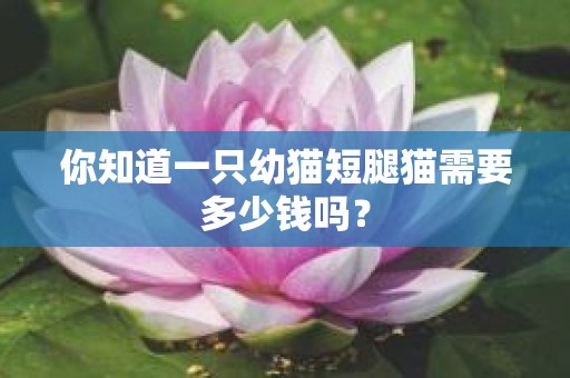 你知道一只幼猫短腿猫需要多少钱吗？