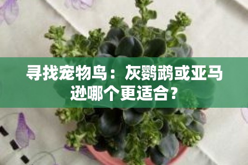 寻找宠物鸟：灰鹦鹉或亚马逊哪个更适合？