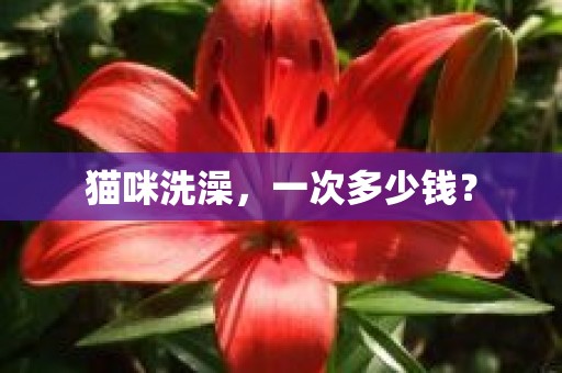 猫咪洗澡，一次多少钱？