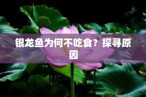 银龙鱼为何不吃食？探寻原因