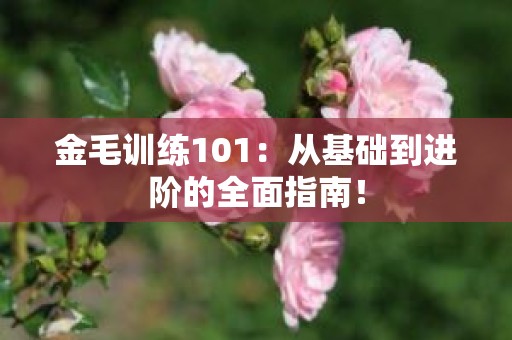 金毛训练101：从基础到进阶的全面指南！