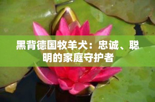 黑背德国牧羊犬：忠诚、聪明的家庭守护者