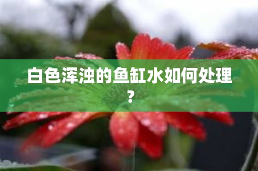 白色浑浊的鱼缸水如何处理？