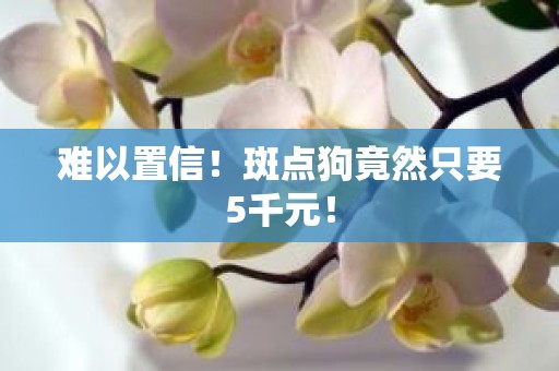 难以置信！斑点狗竟然只要5千元！