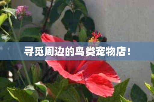 寻觅周边的鸟类宠物店！