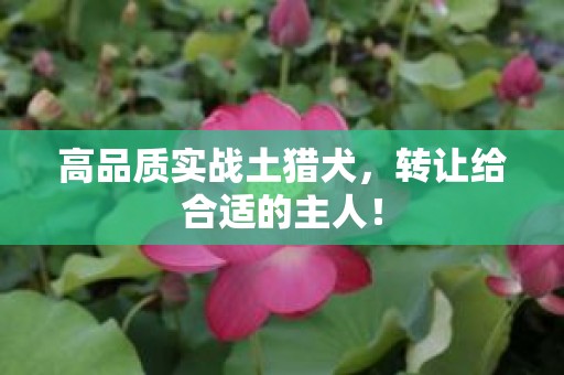 高品质实战土猎犬，转让给合适的主人！