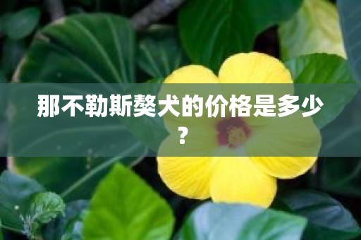 那不勒斯獒犬的价格是多少？
