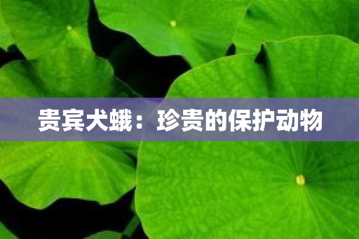 贵宾犬蛾：珍贵的保护动物