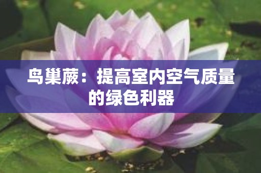 鸟巢蕨：提高室内空气质量的绿色利器