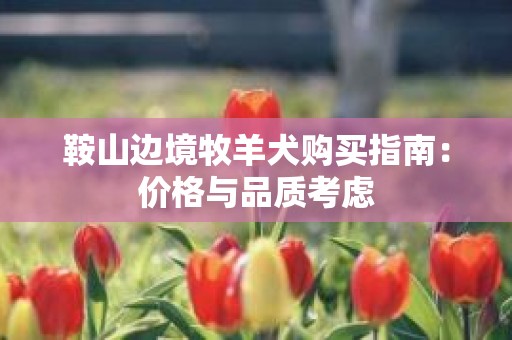 鞍山边境牧羊犬购买指南：价格与品质考虑