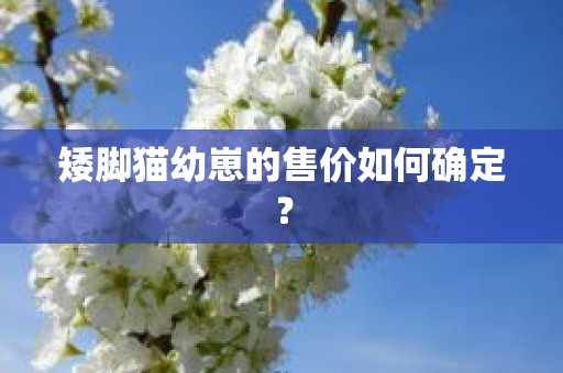矮脚猫幼崽的售价如何确定？