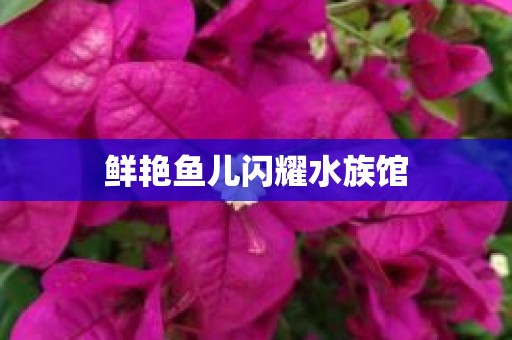 鲜艳鱼儿闪耀水族馆