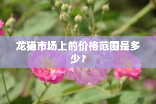 龙猫市场上的价格范围是多少？