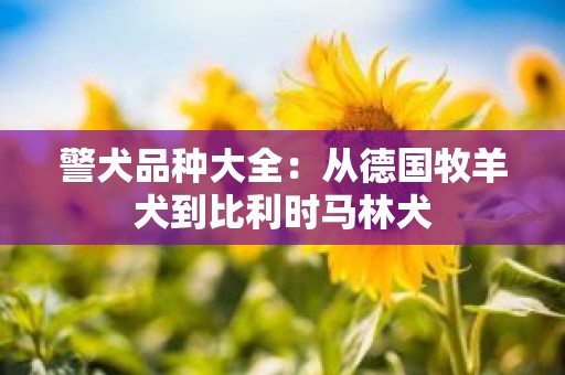 警犬品种大全：从德国牧羊犬到比利时马林犬