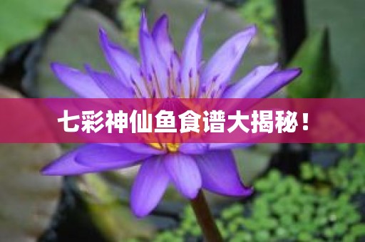 七彩神仙鱼食谱大揭秘！