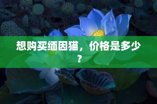 想购买缅因猫，价格是多少？