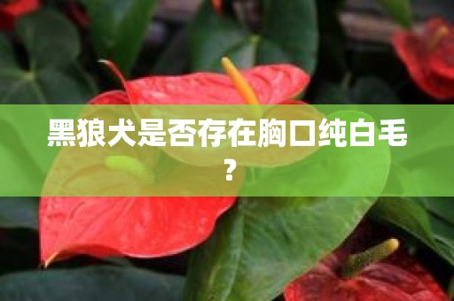 黑狼犬是否存在胸口纯白毛？