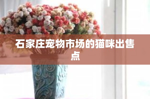 石家庄宠物市场的猫咪出售点