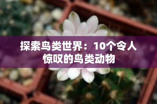 探索鸟类世界：10个令人惊叹的鸟类动物