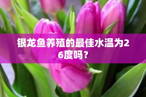银龙鱼养殖的最佳水温为26度吗？